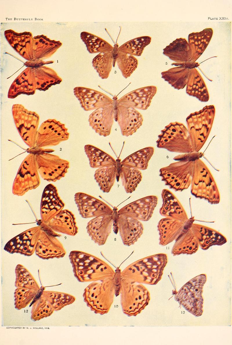 The butterfly book (Plate XXIII) BHL4428519
