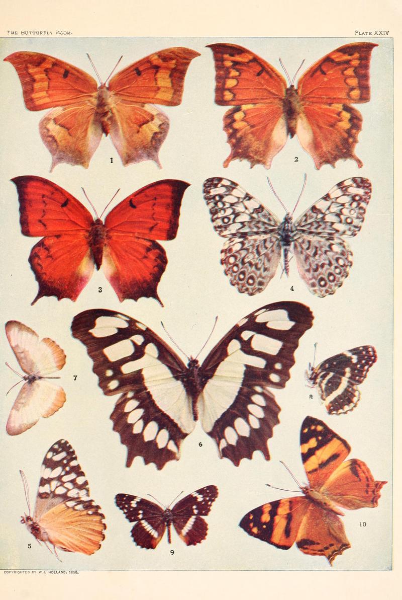 The butterfly book (Plate XXIV) BHL4428536