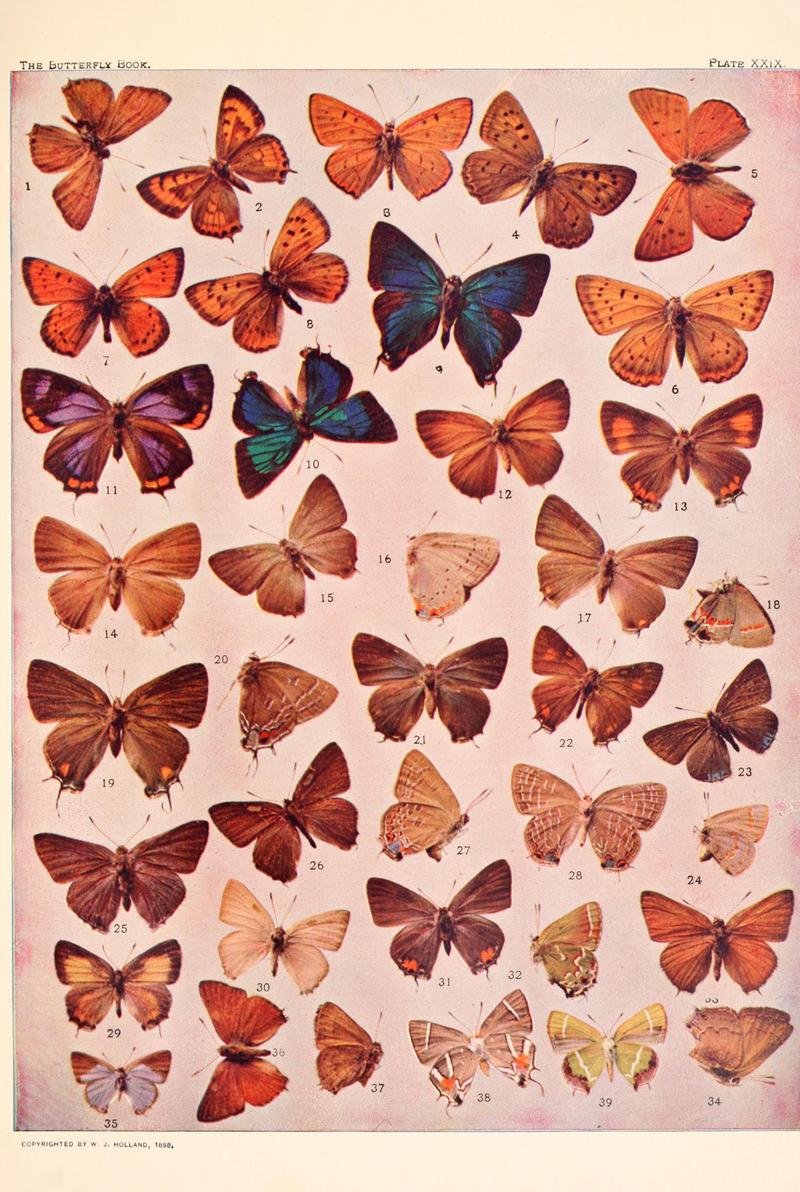 The butterfly book (Plate XXIX) BHL4428617