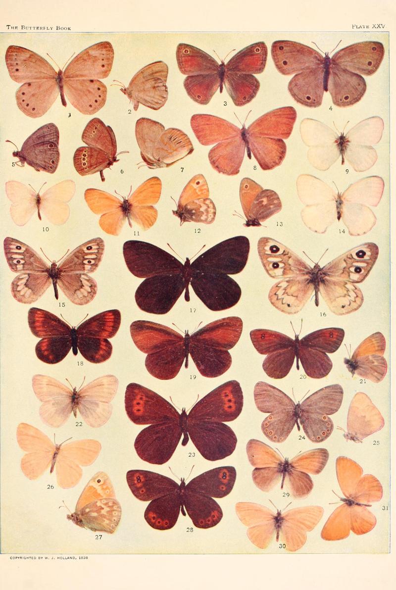 The butterfly book (Plate XXV) BHL4428548