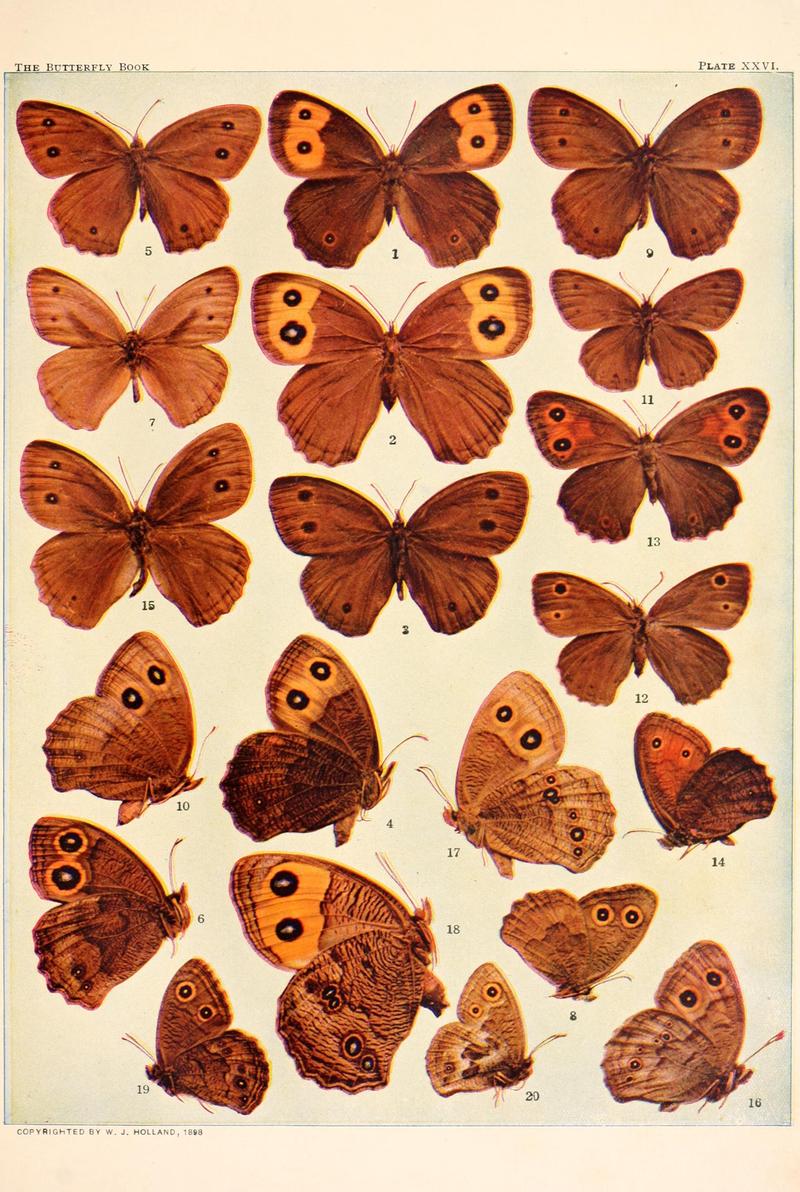The butterfly book (Plate XXVI) BHL4428562