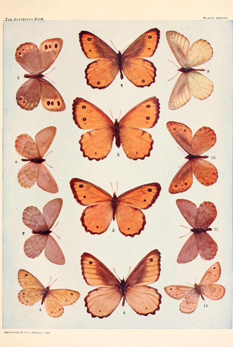 The butterfly book (Plate XXVII) BHL4428572