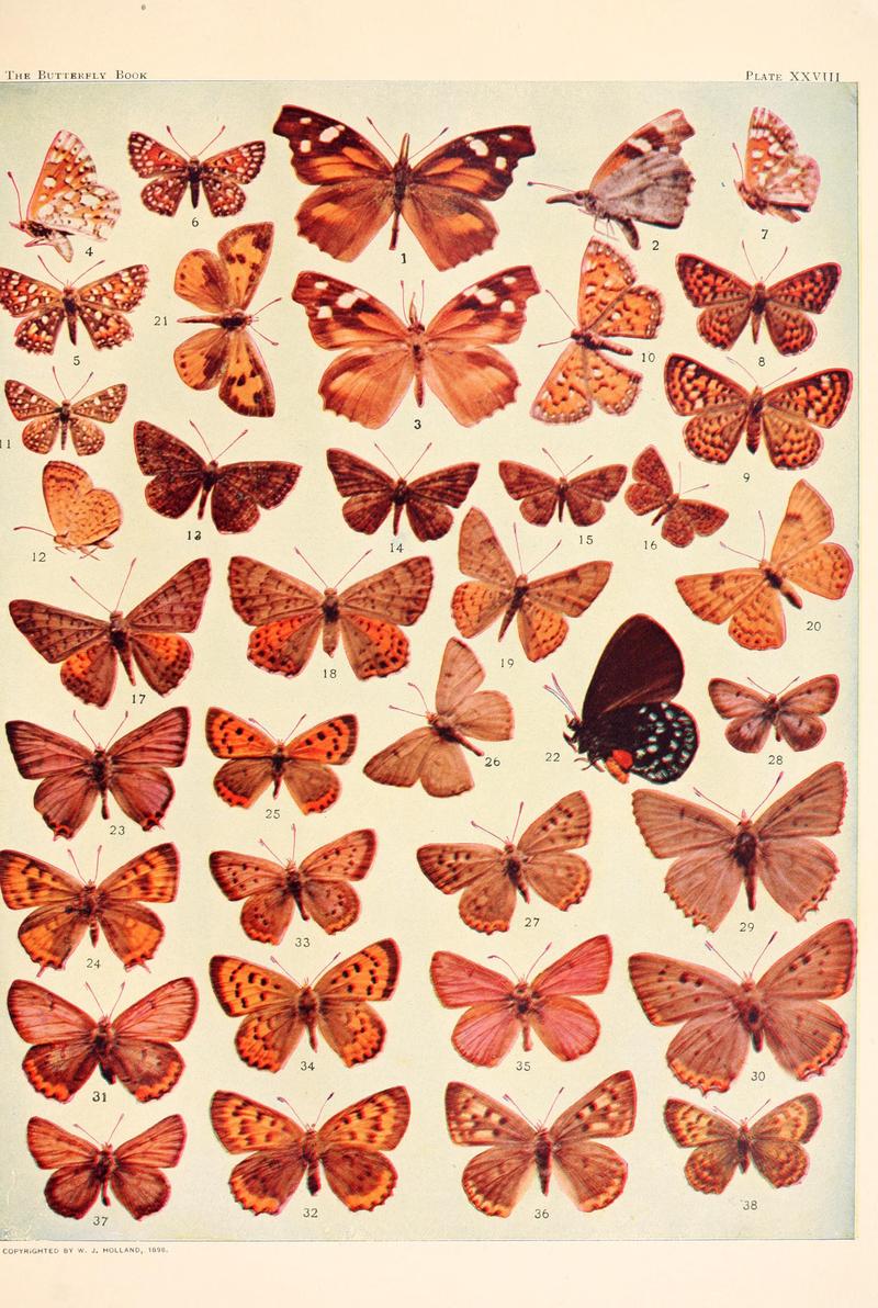 The butterfly book (Plate XXVIII) BHL4428605