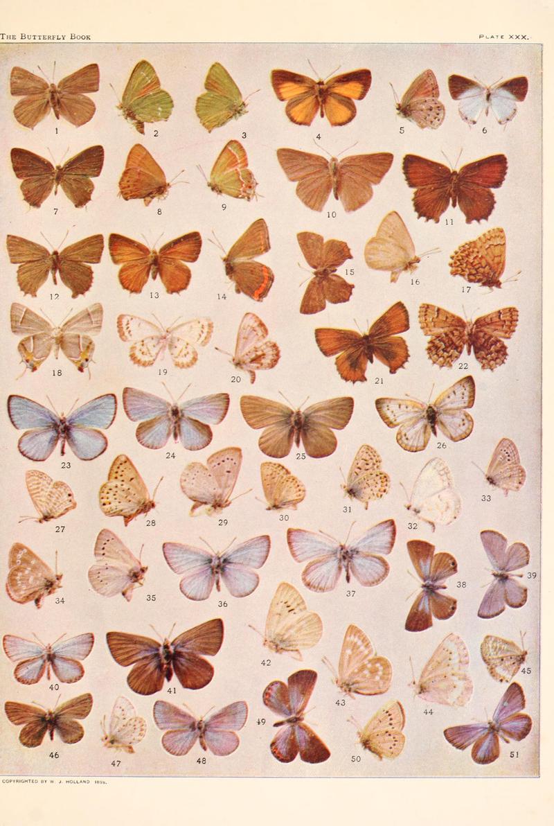 The butterfly book (Plate XXX) BHL4428652