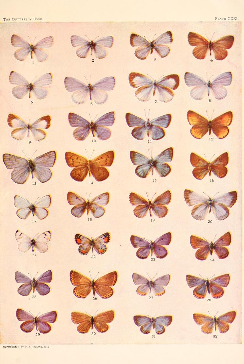 The butterfly book (Plate XXXI) BHL4428673