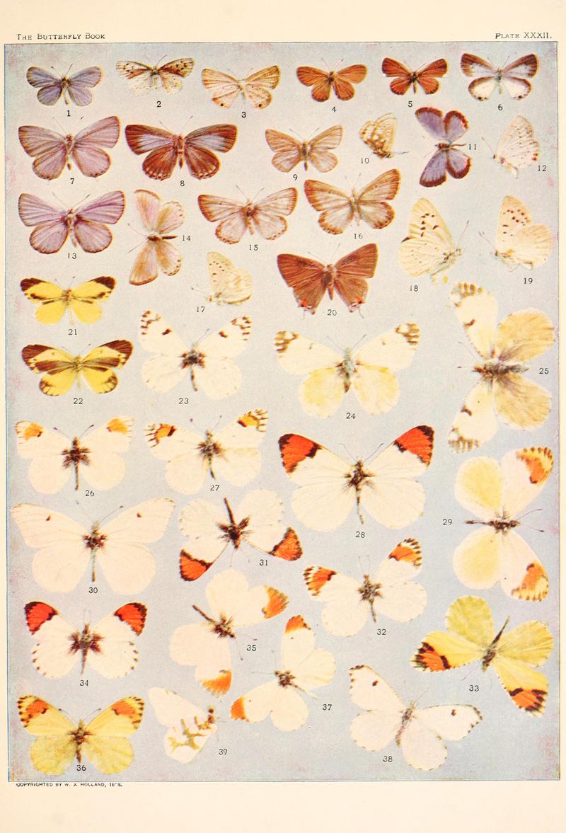 The butterfly book (Plate XXXII) BHL4428701