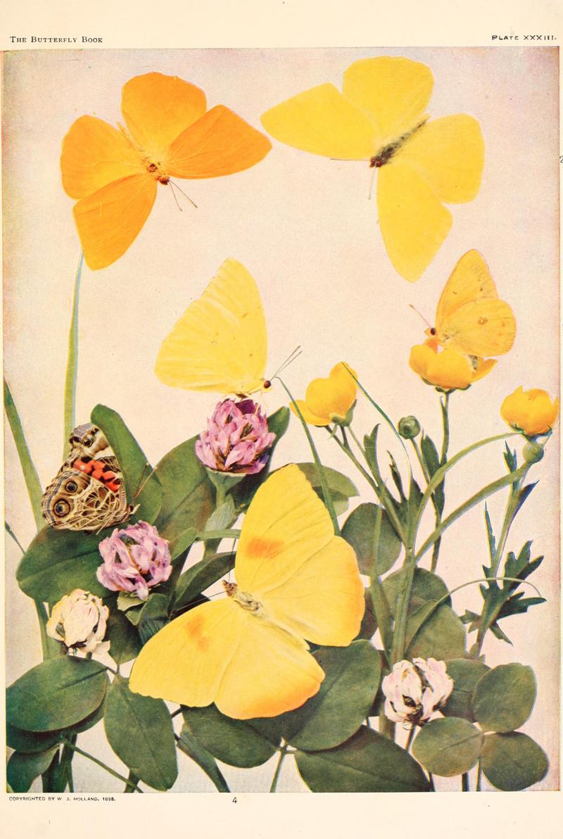 The butterfly book (Plate XXXIII) BHL4428732