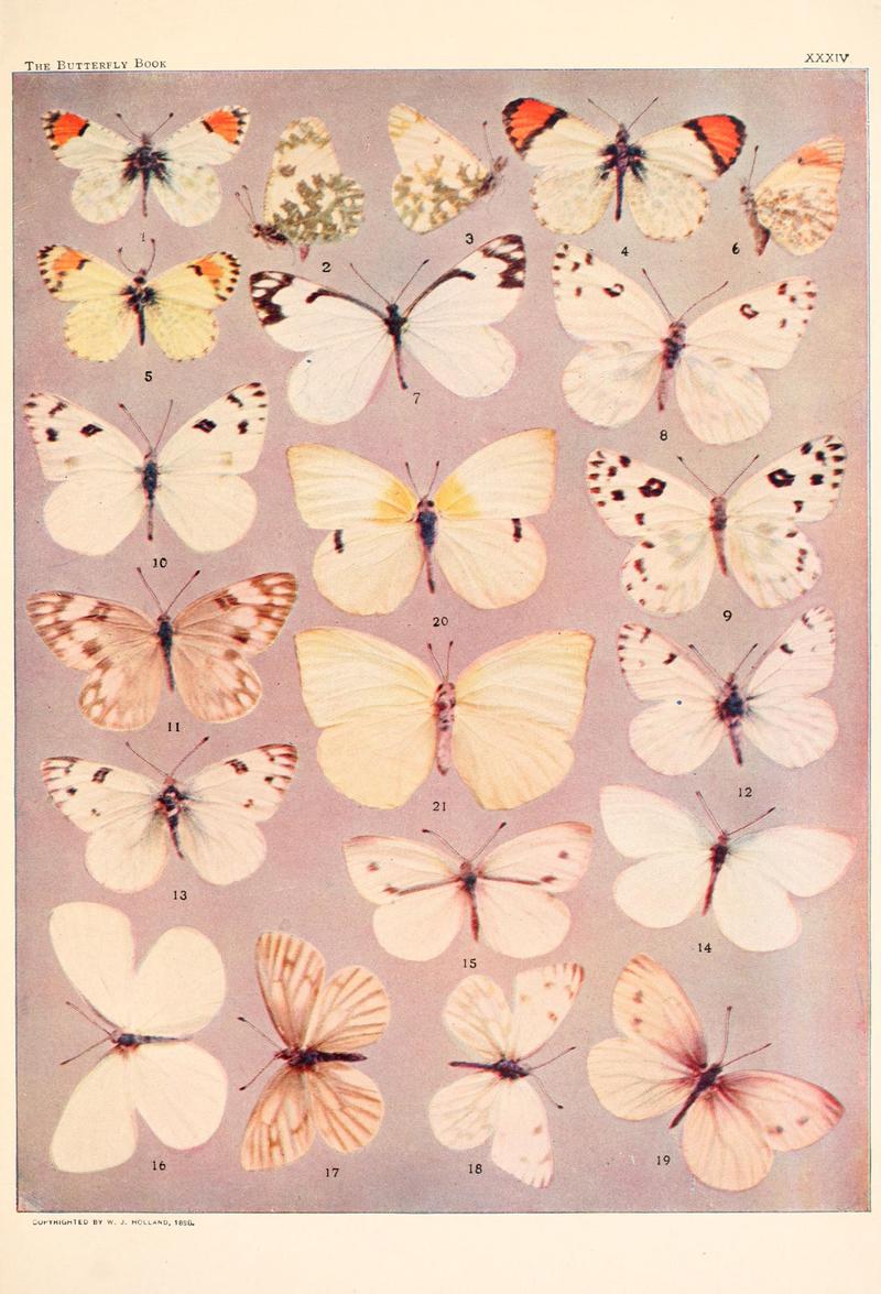 The butterfly book (Plate XXXIV) BHL4428751