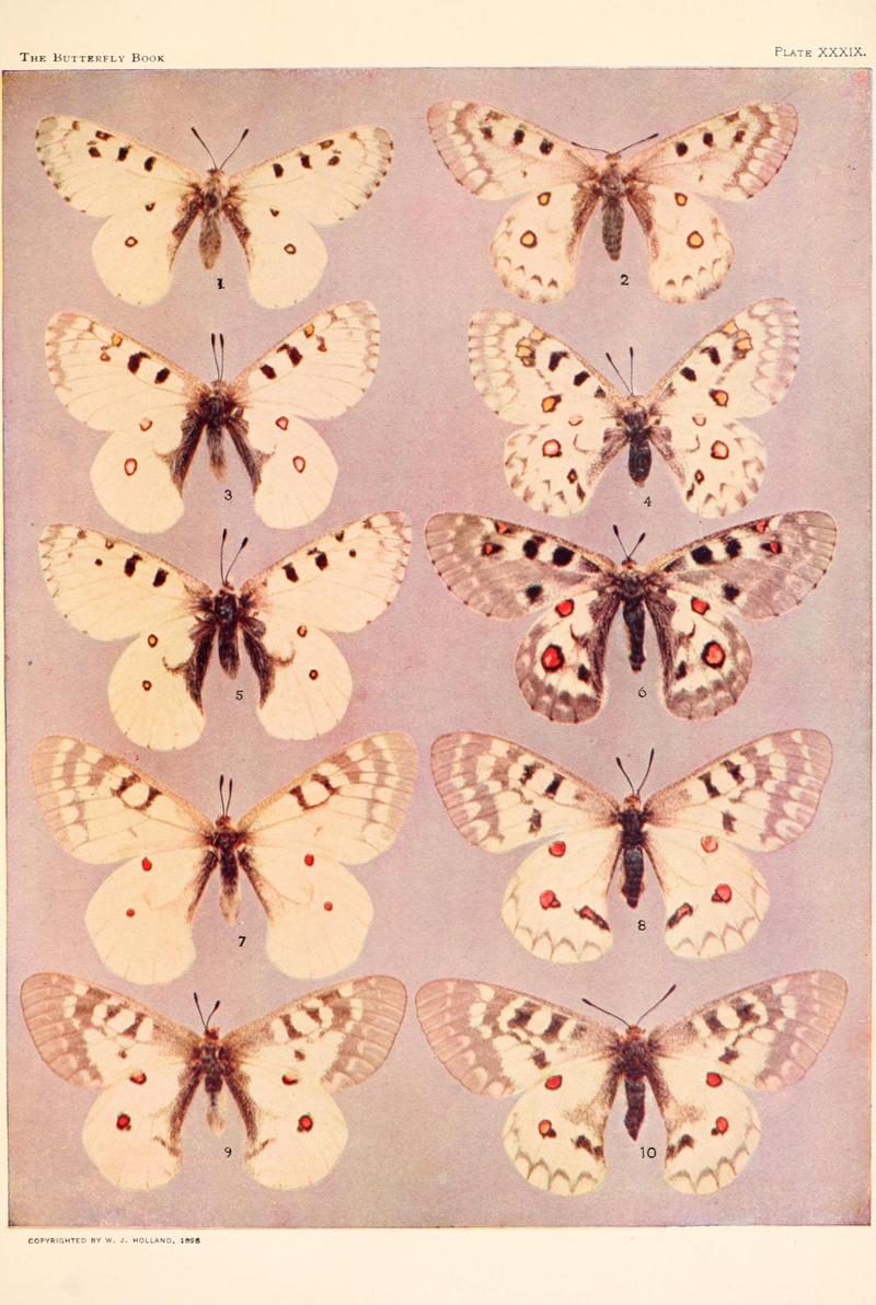 The butterfly book (Plate XXXIX) BHL4428811