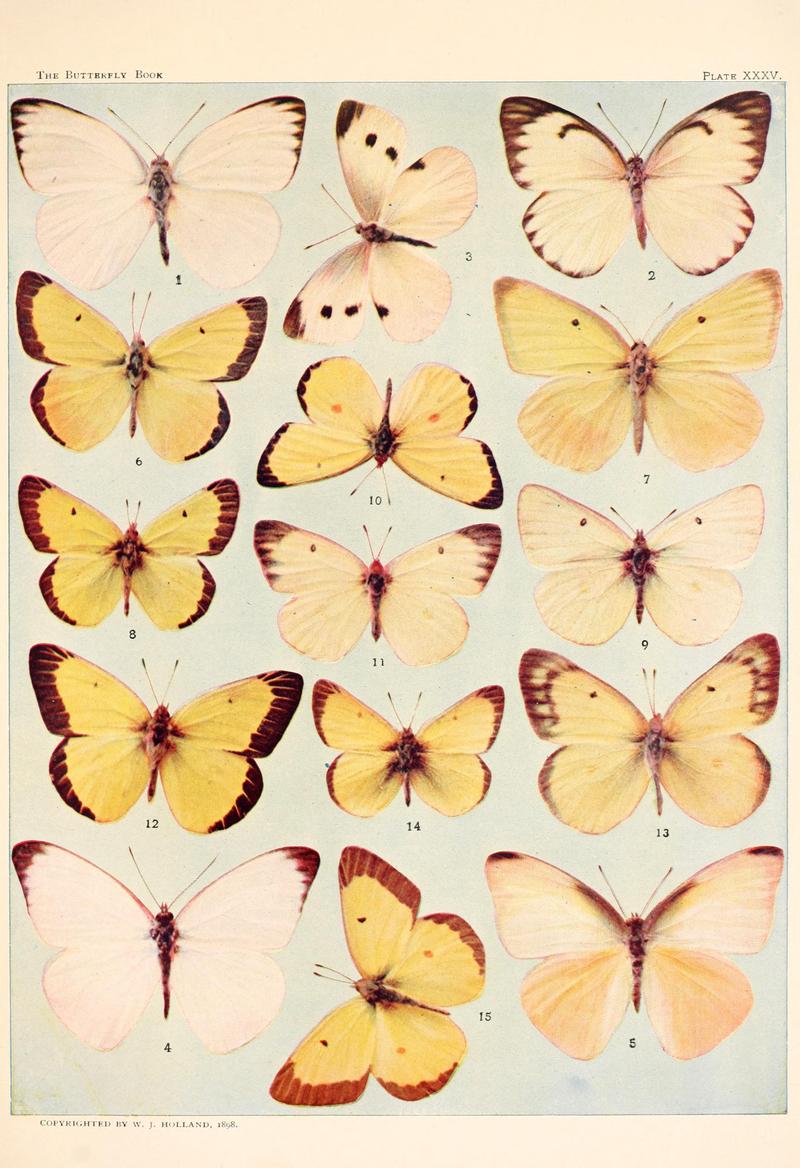 The butterfly book (Plate XXXV) BHL4428777