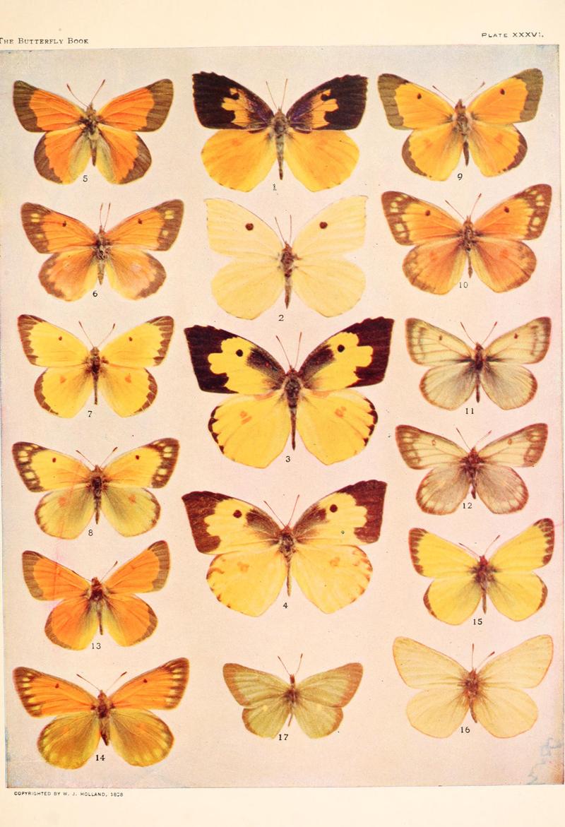 The butterfly book (Plate XXXVI) BHL4428787