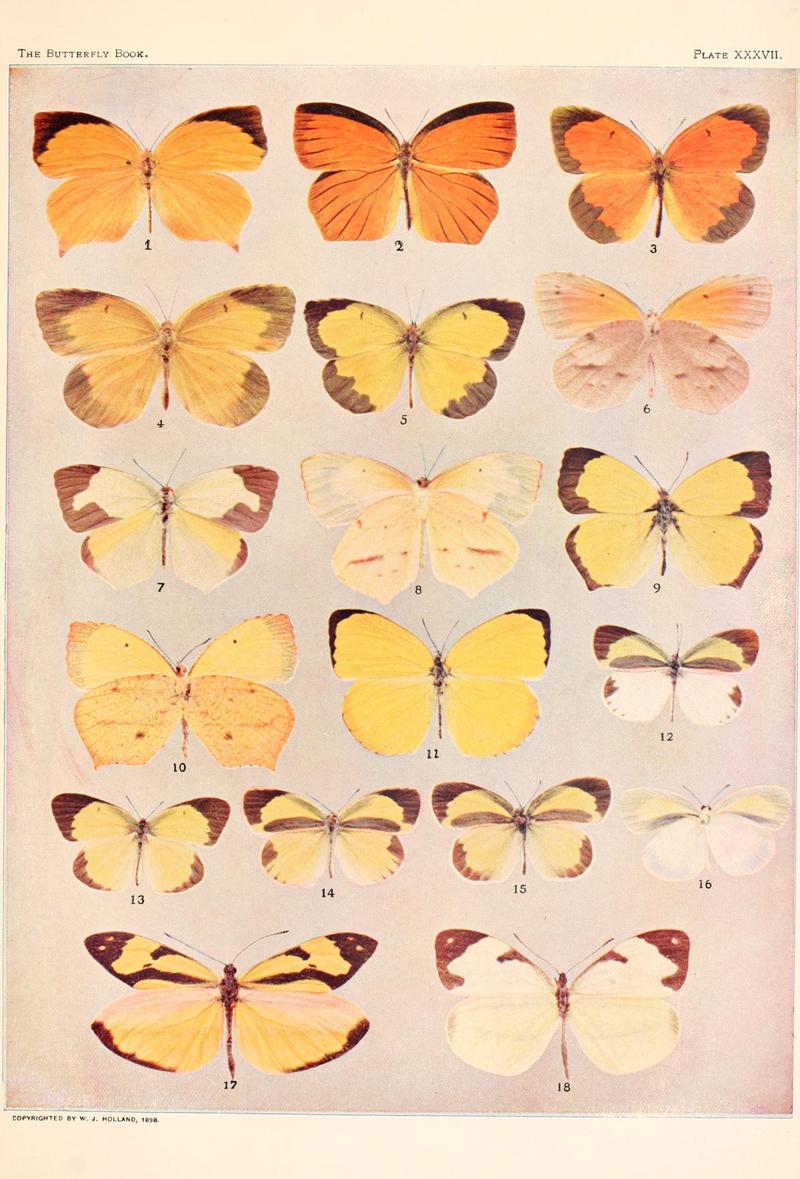 The butterfly book (Plate XXXVII) BHL4428795