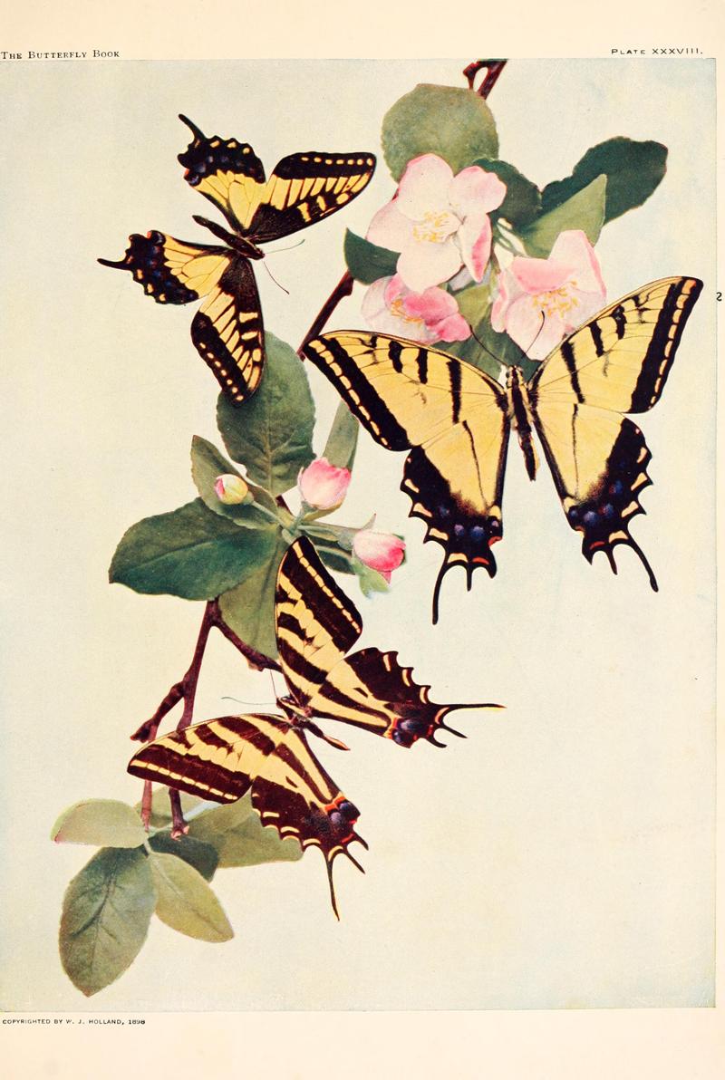 The butterfly book (Plate XXXVIII) BHL4428803