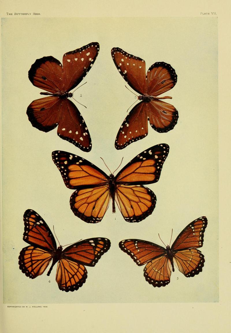 The butterfly book BHL10081083