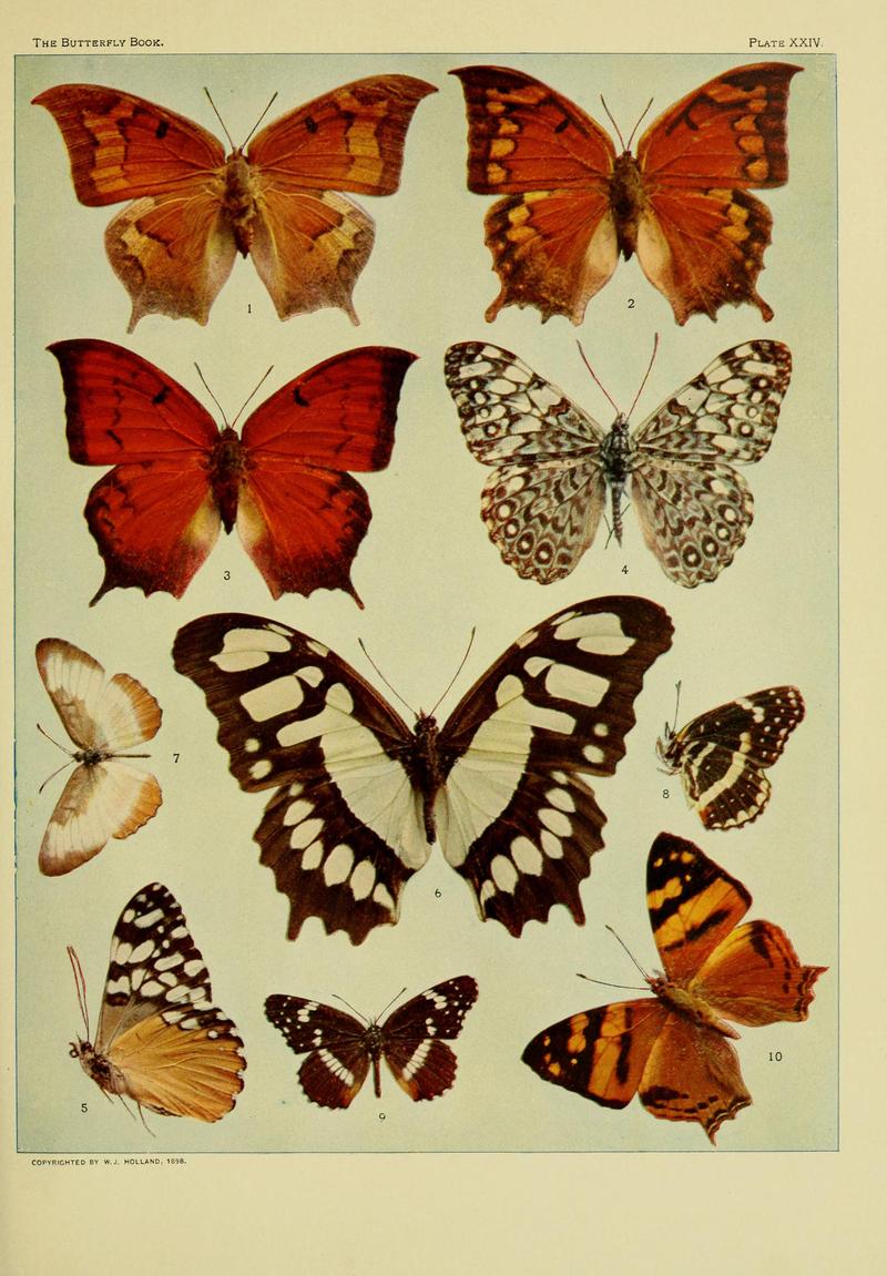 The butterfly book BHL10081267