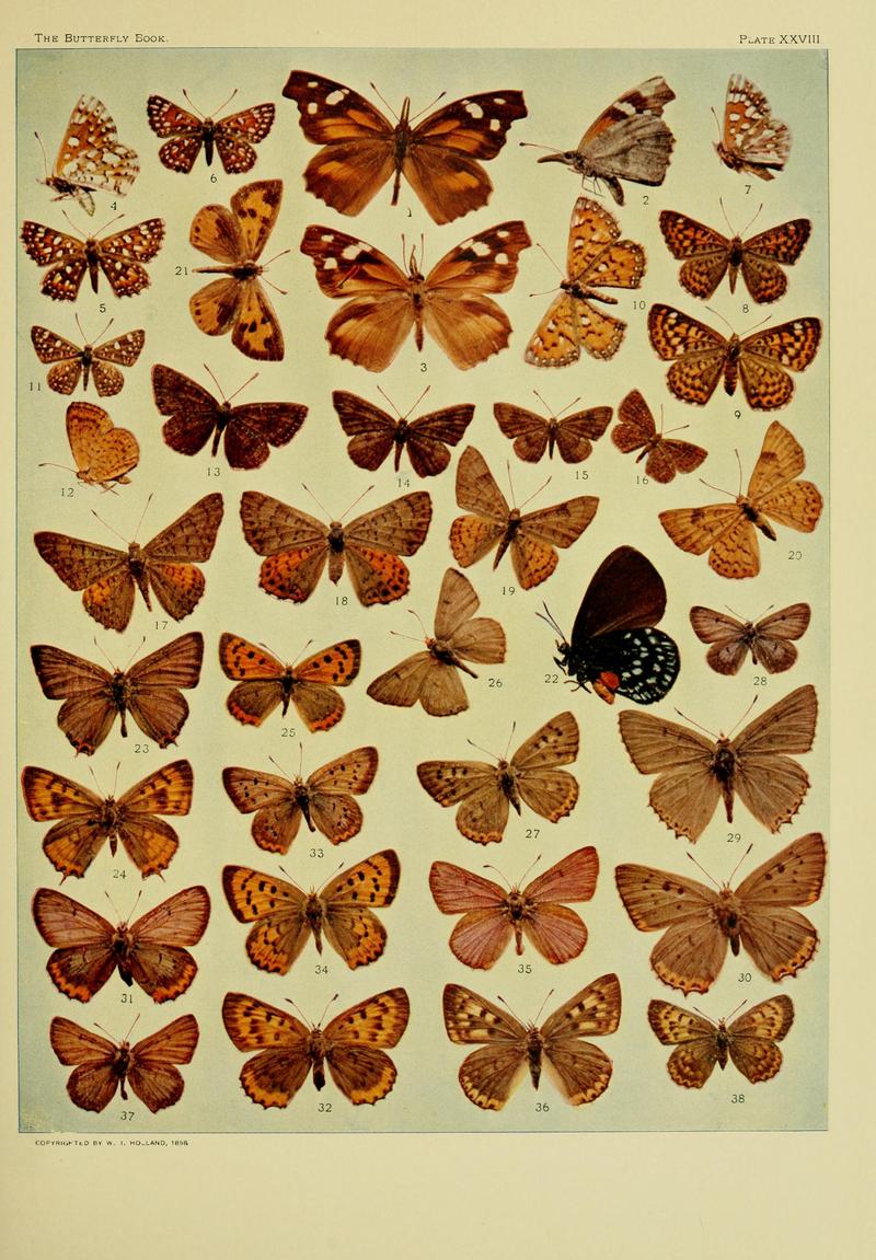 The butterfly book BHL10081315