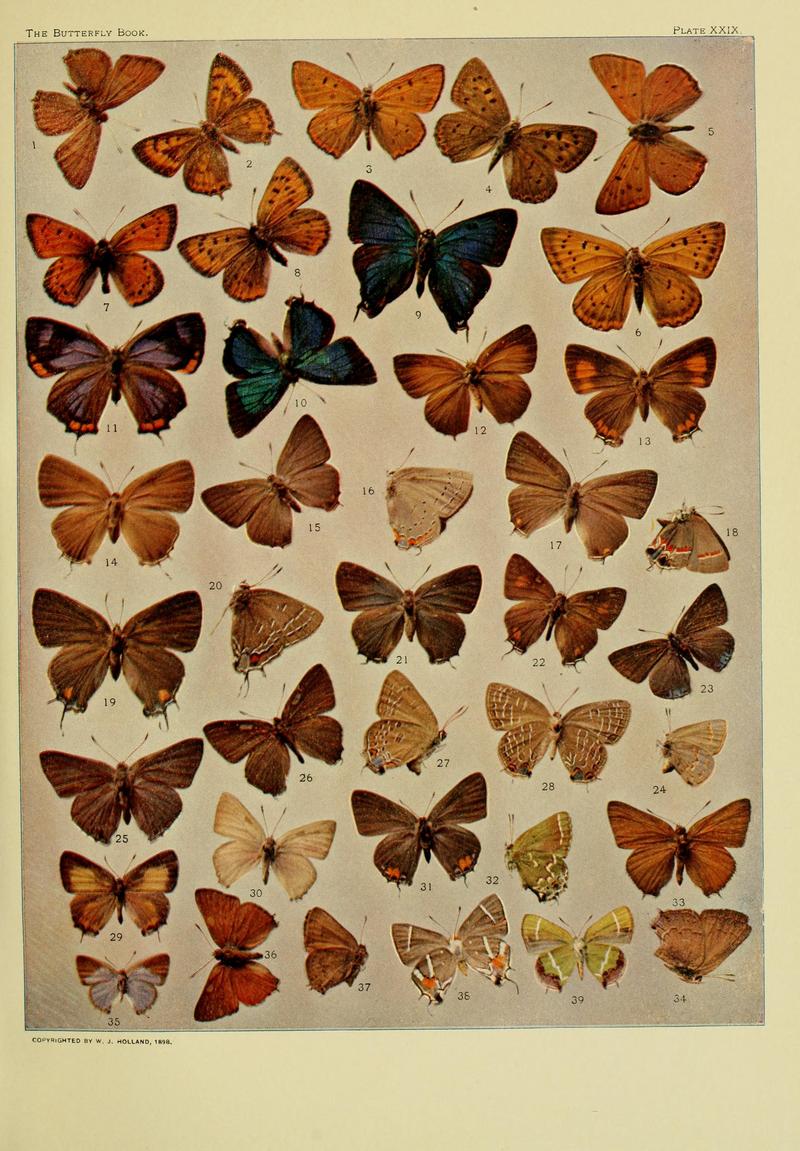 The butterfly book BHL10081327
