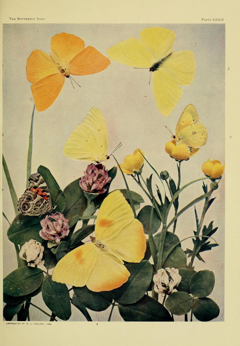 The butterfly book BHL10081379