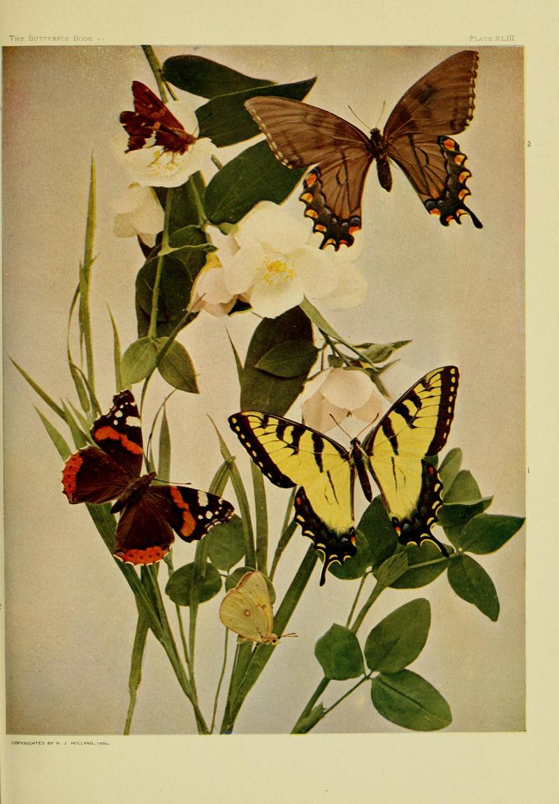 The butterfly book BHL10081465