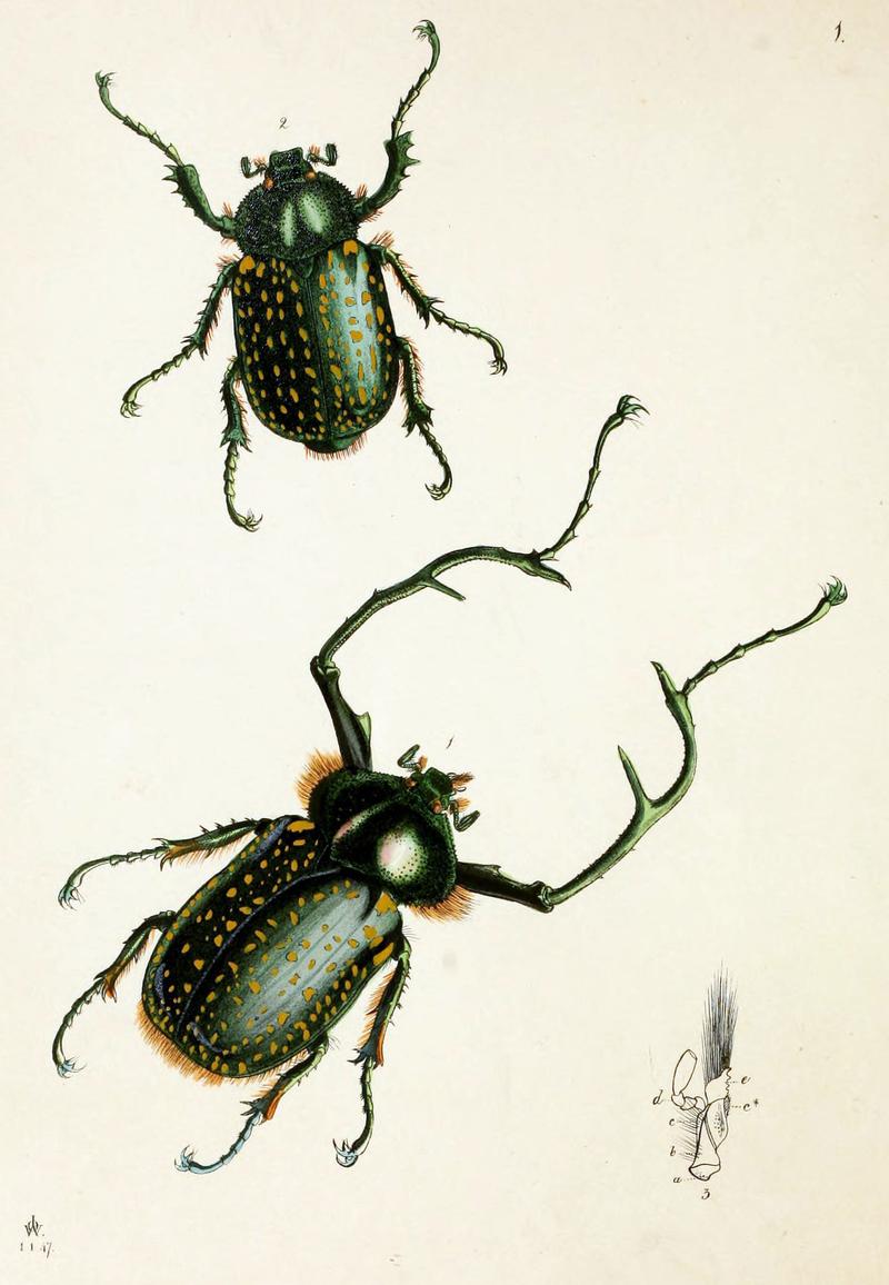 The cabinet of oriental entomology (Pl. 1) (5791469170)