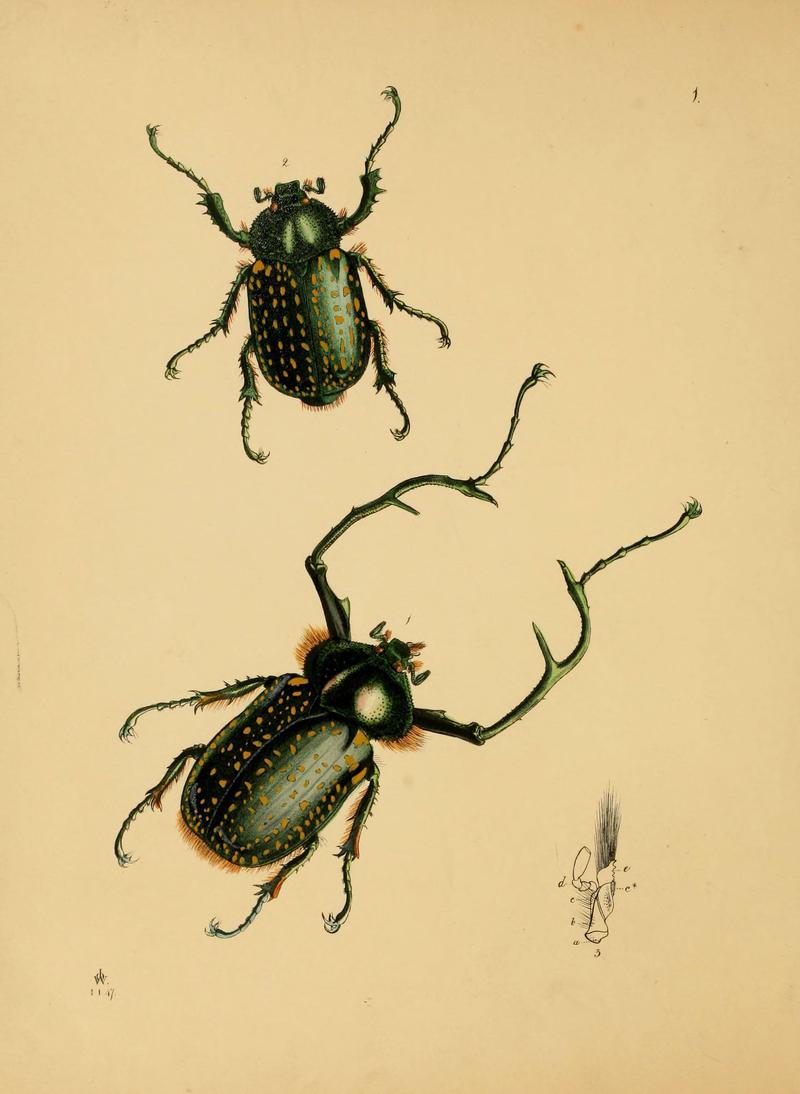 The cabinet of oriental entomology (Pl. 1) (5974290473)