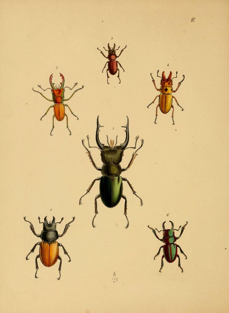 The cabinet of oriental entomology (Pl. 10) (5974287007)