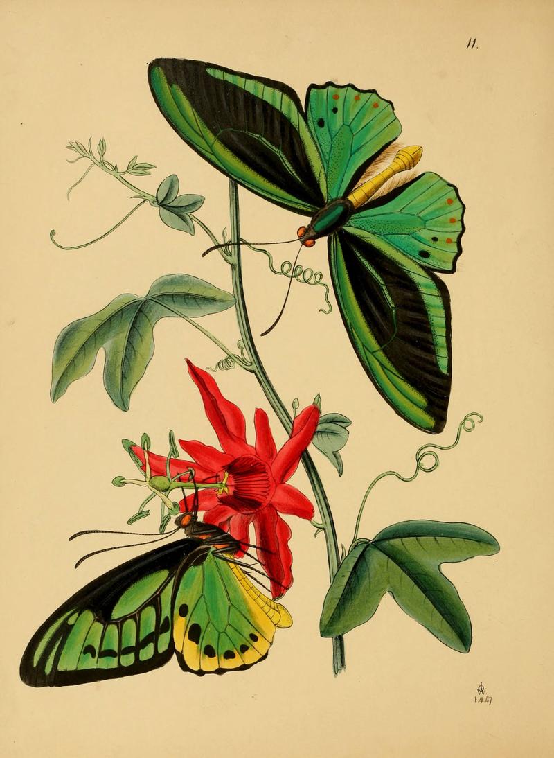 The cabinet of oriental entomology (Pl. 11) (5974847124)