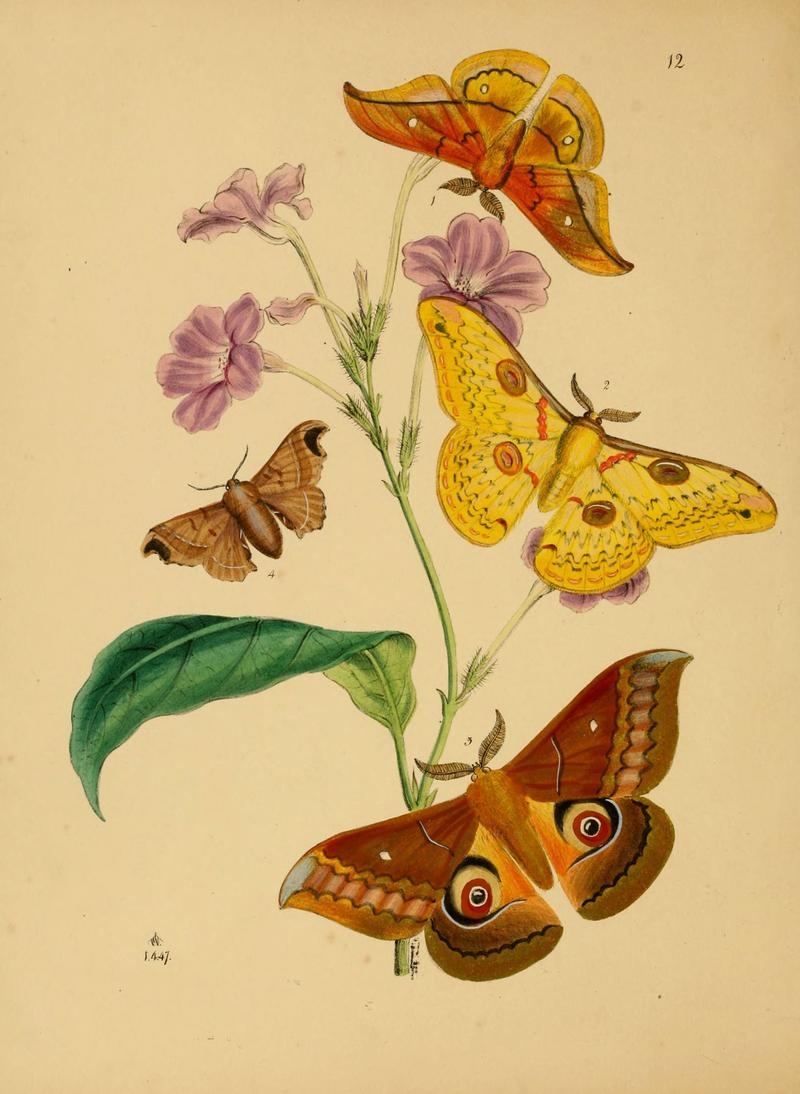 The cabinet of oriental entomology (Pl. 12) (5974846748)