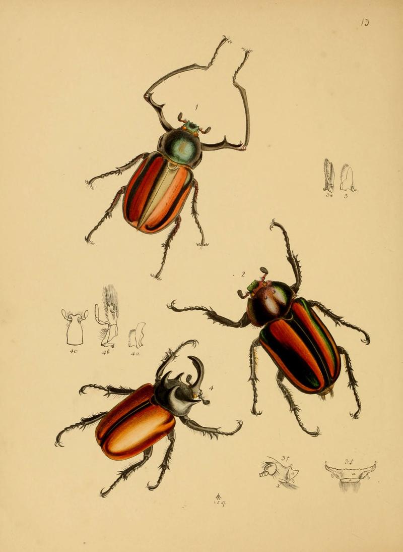 The cabinet of oriental entomology (Pl. 13) (5974285507)