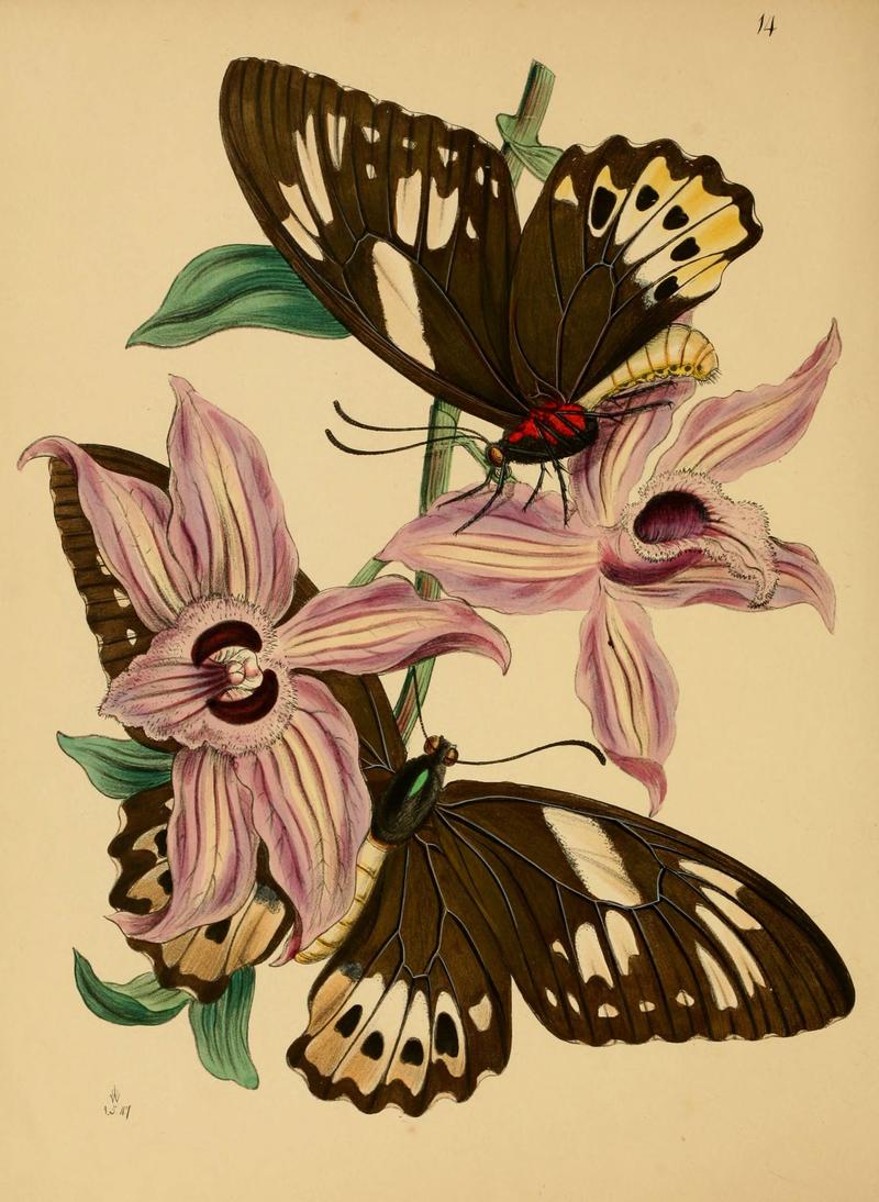 The cabinet of oriental entomology (Pl. 14) (5974845906)