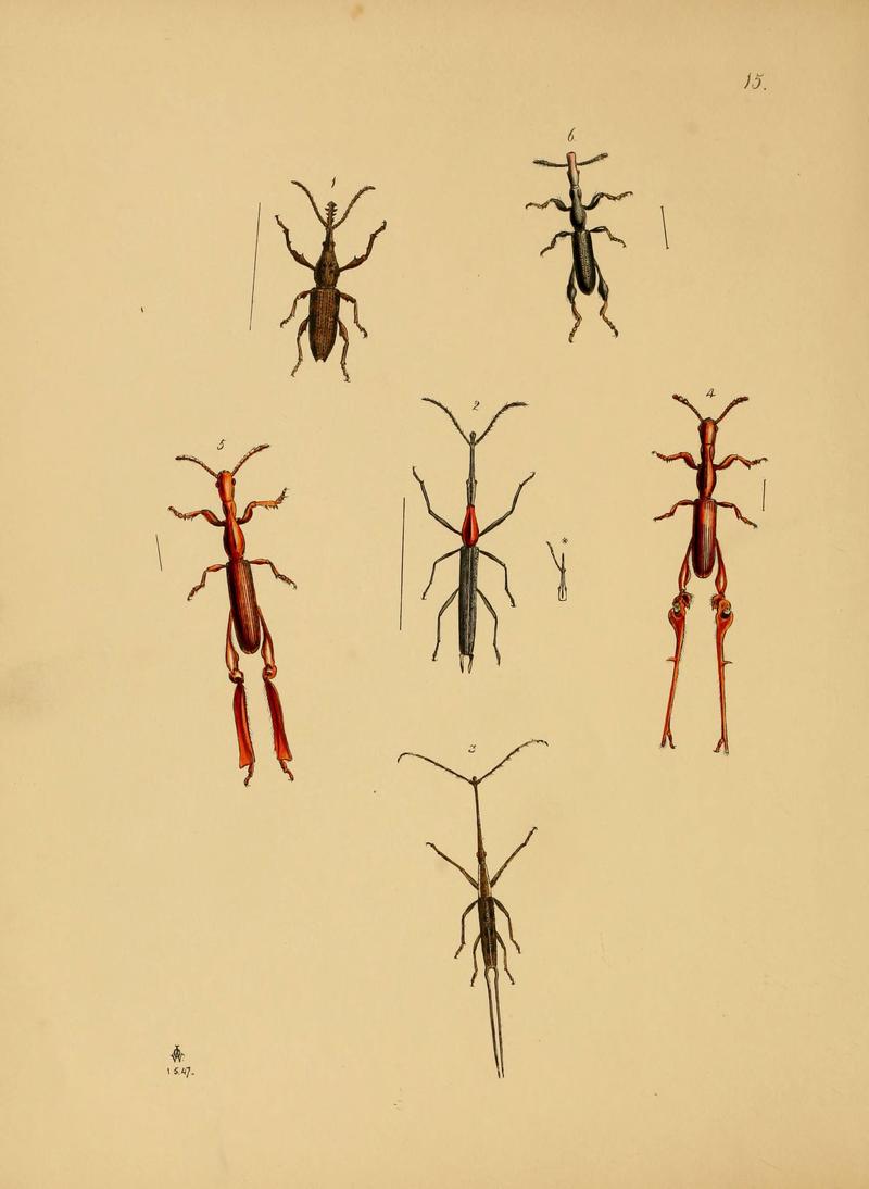 The cabinet of oriental entomology (Pl. 15) (5974845584)