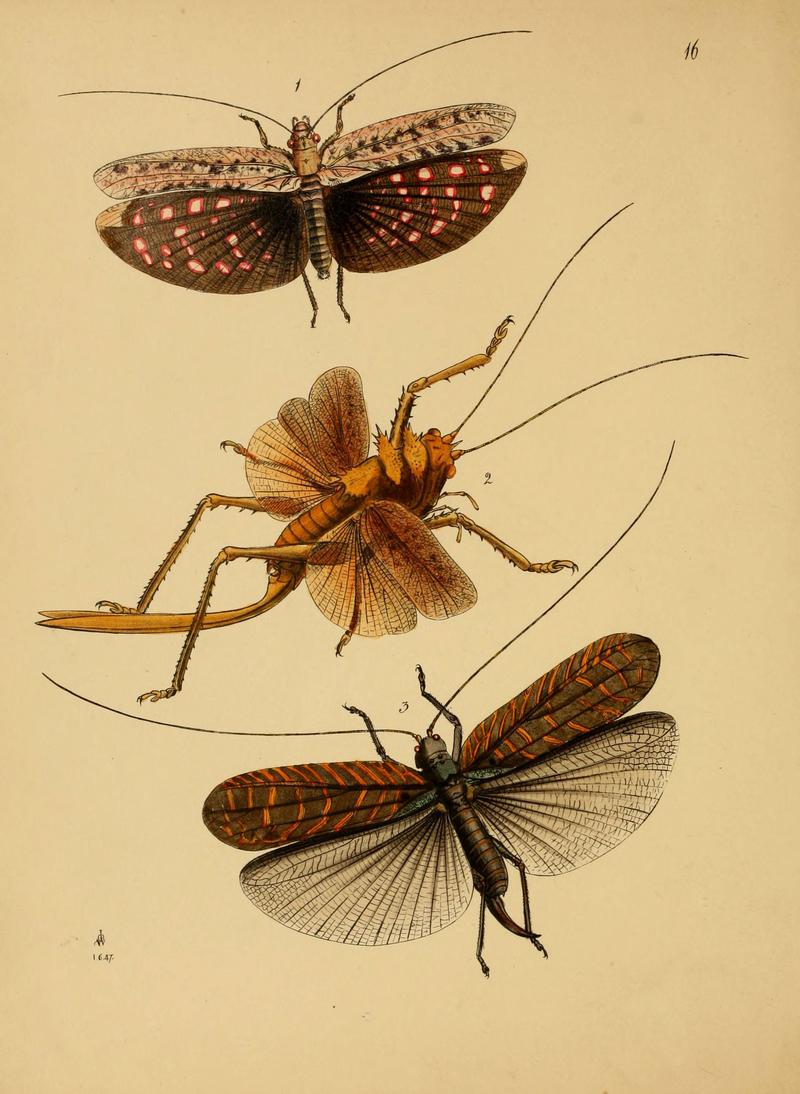 The cabinet of oriental entomology (Pl. 16) (5974845220)