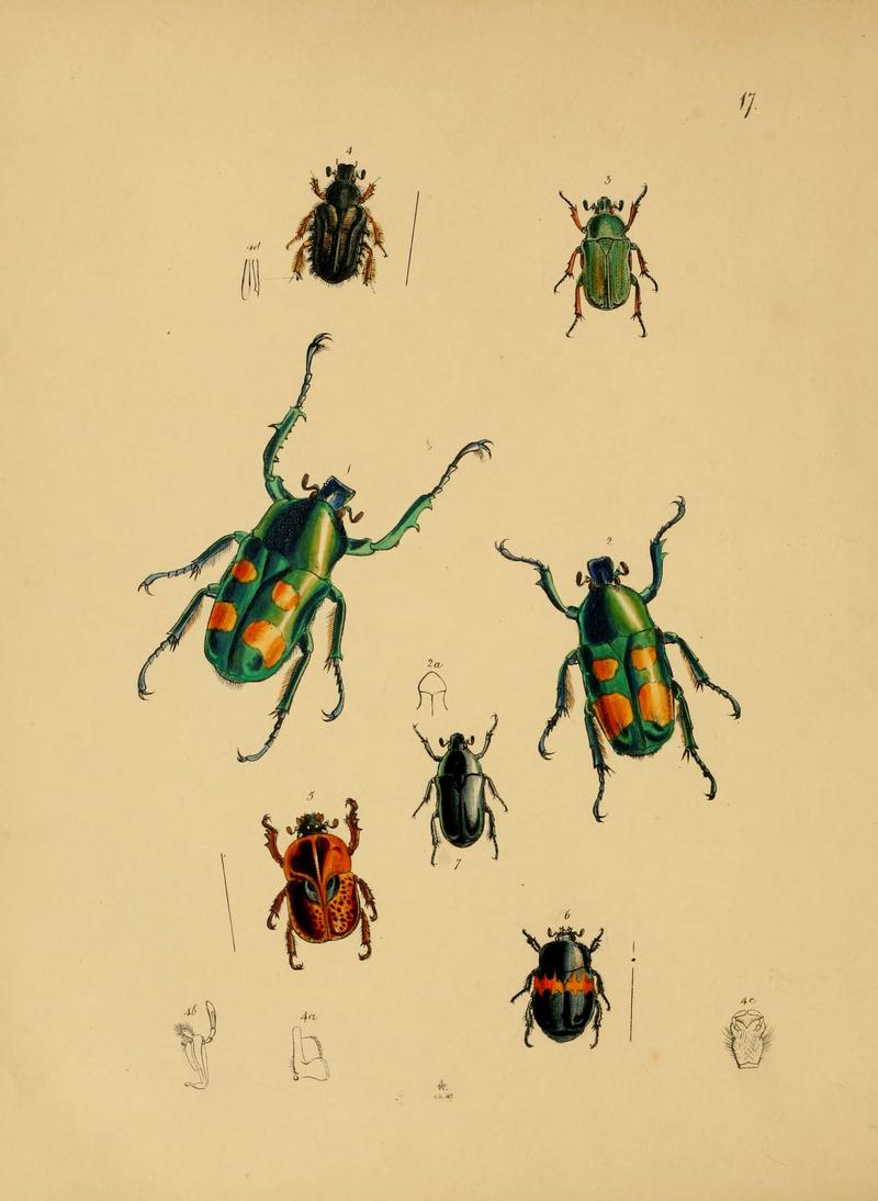 The cabinet of oriental entomology (Pl. 17) (5974844928)