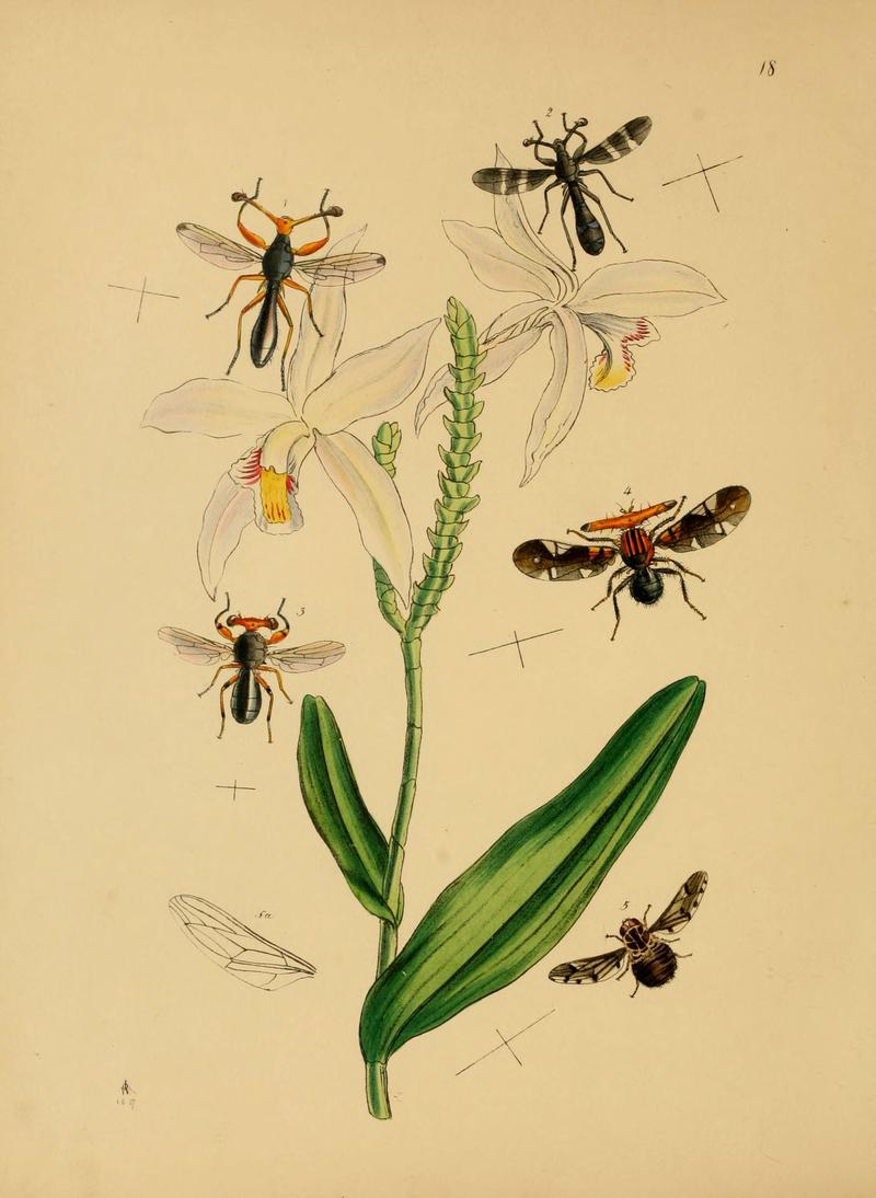 The cabinet of oriental entomology (Pl. 18) (5974283893)