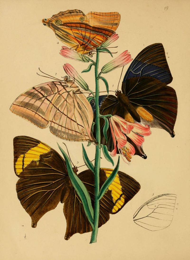 The cabinet of oriental entomology (Pl. 19) (5974283585)