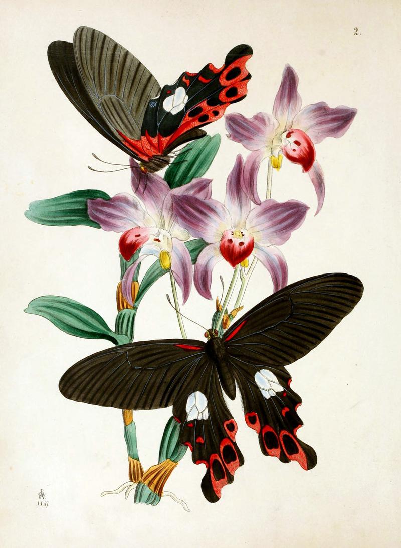 The cabinet of oriental entomology (Pl. 2) (5790910463)