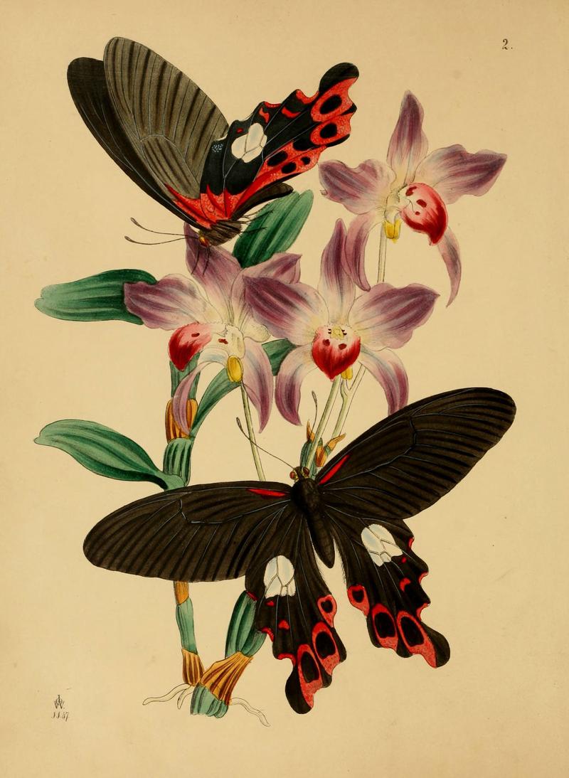 The cabinet of oriental entomology (Pl. 2) (5974290139)