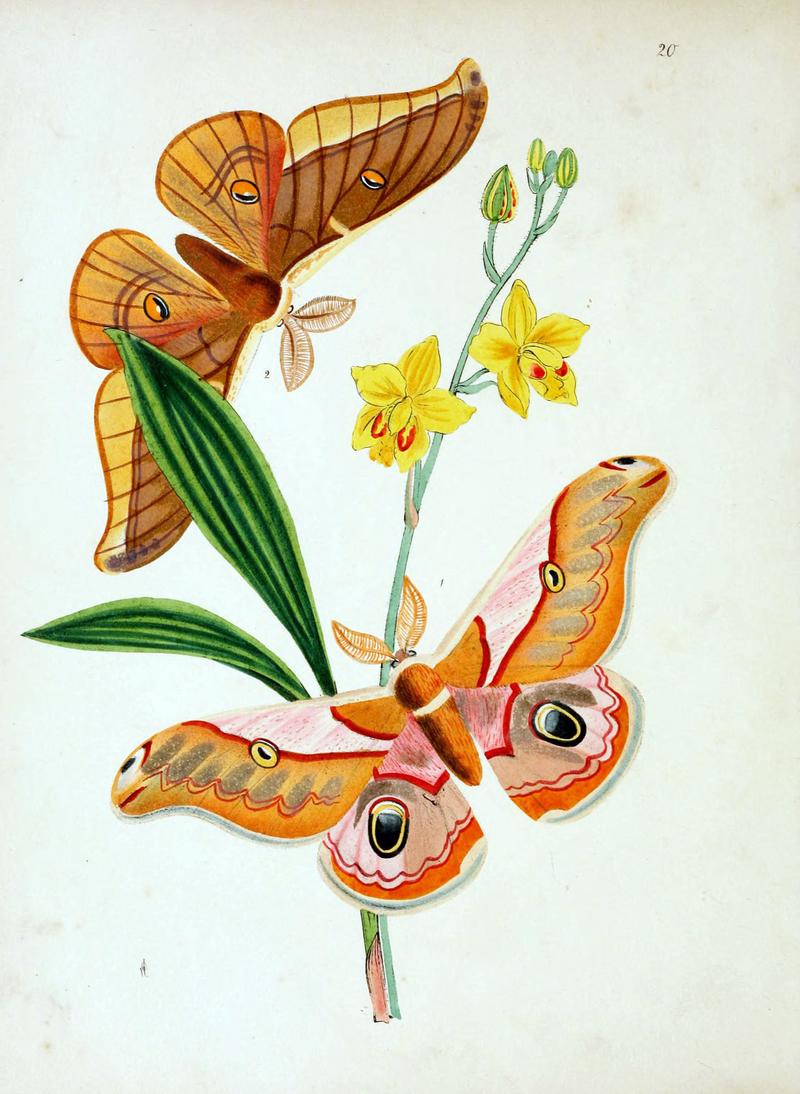The cabinet of oriental entomology (Pl. 20) (5790910959)