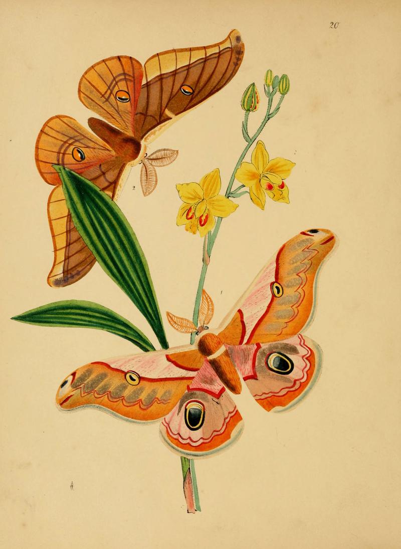 The cabinet of oriental entomology (Pl. 20) (5974283193)