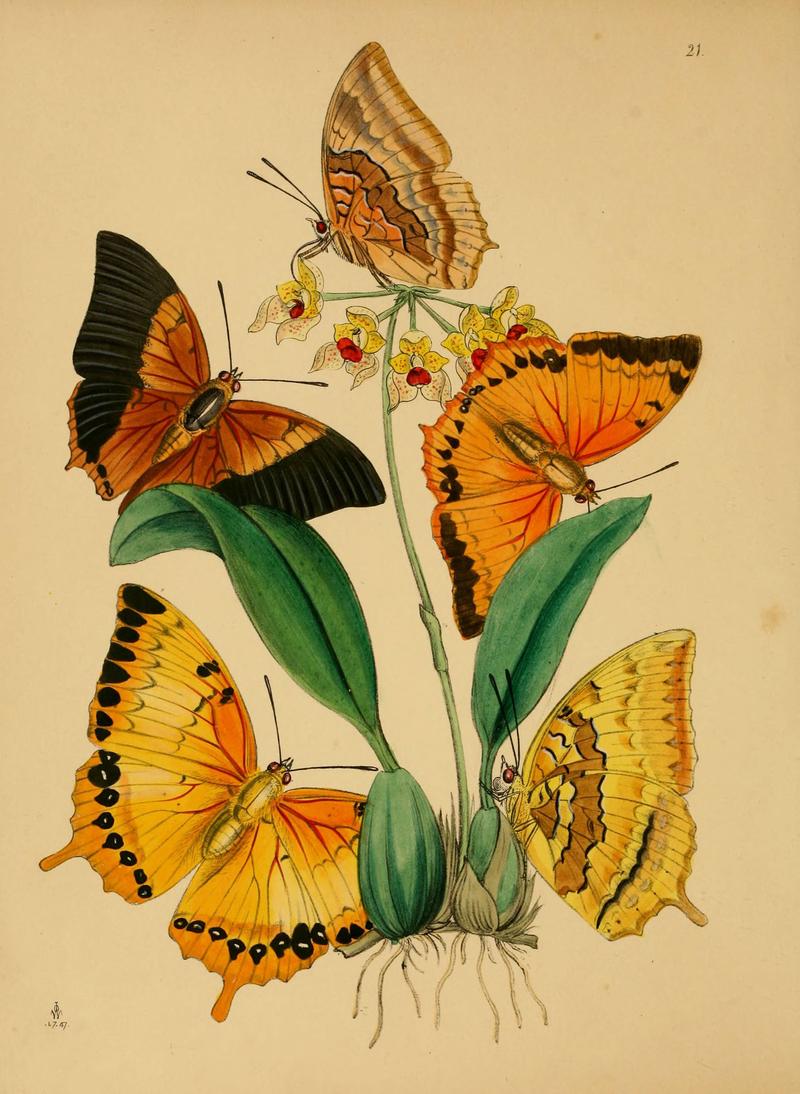 The cabinet of oriental entomology (Pl. 21) (5974843654)