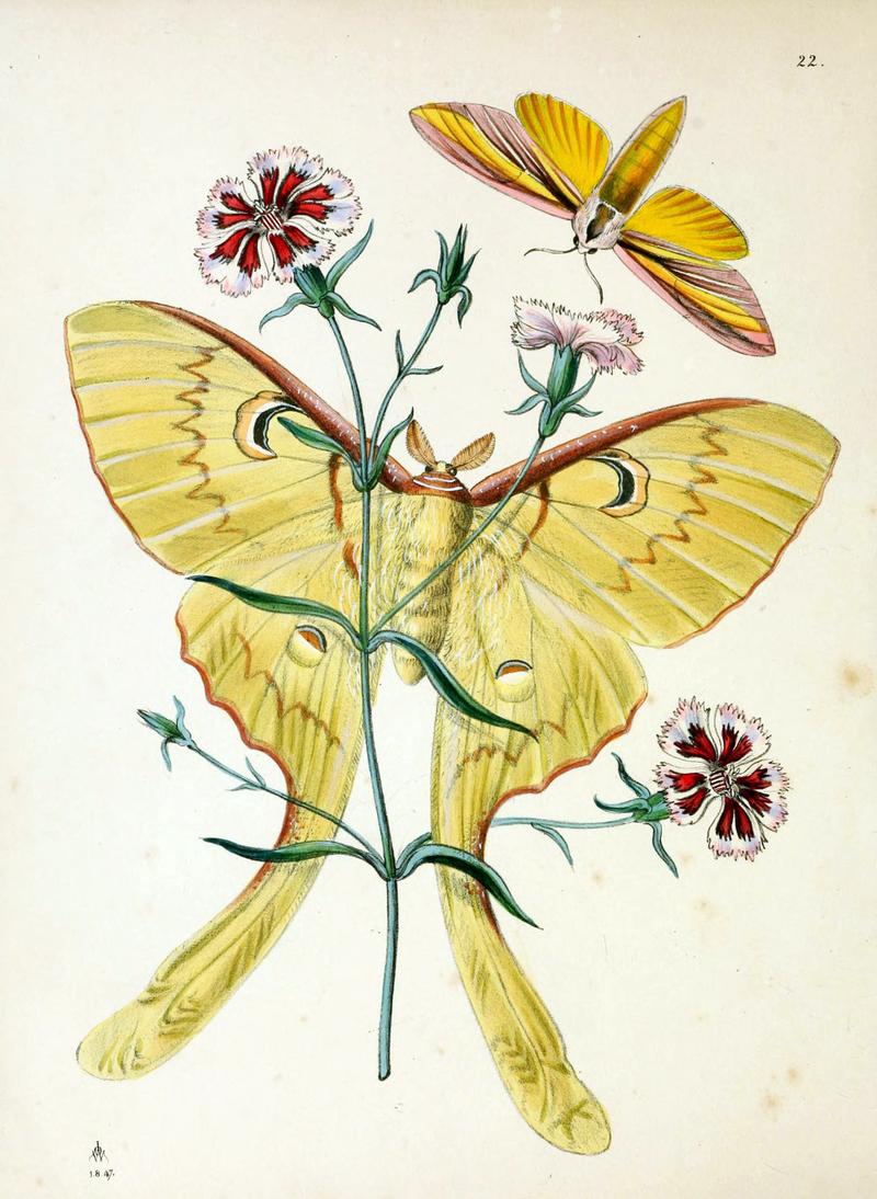 The cabinet of oriental entomology (Pl. 22) (5790911533)