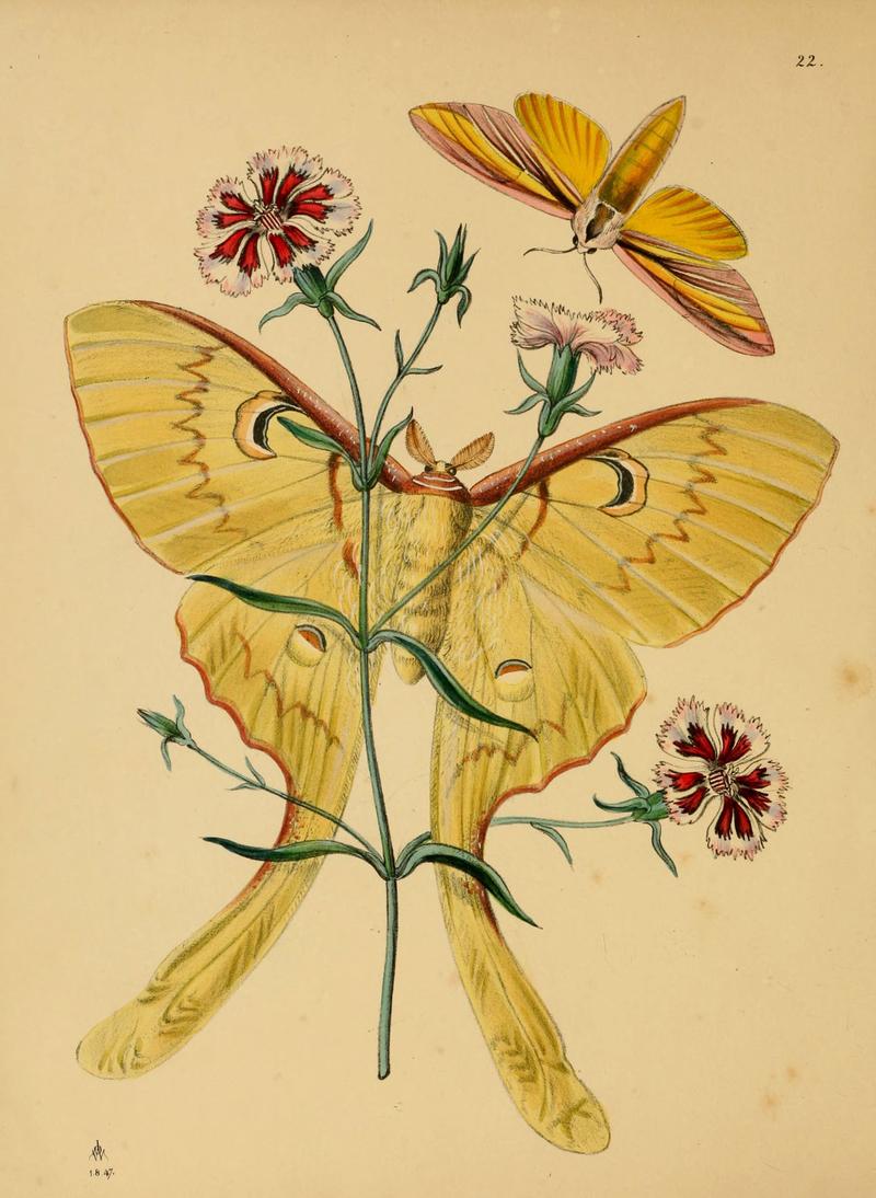 The cabinet of oriental entomology (Pl. 22) (5974843284)