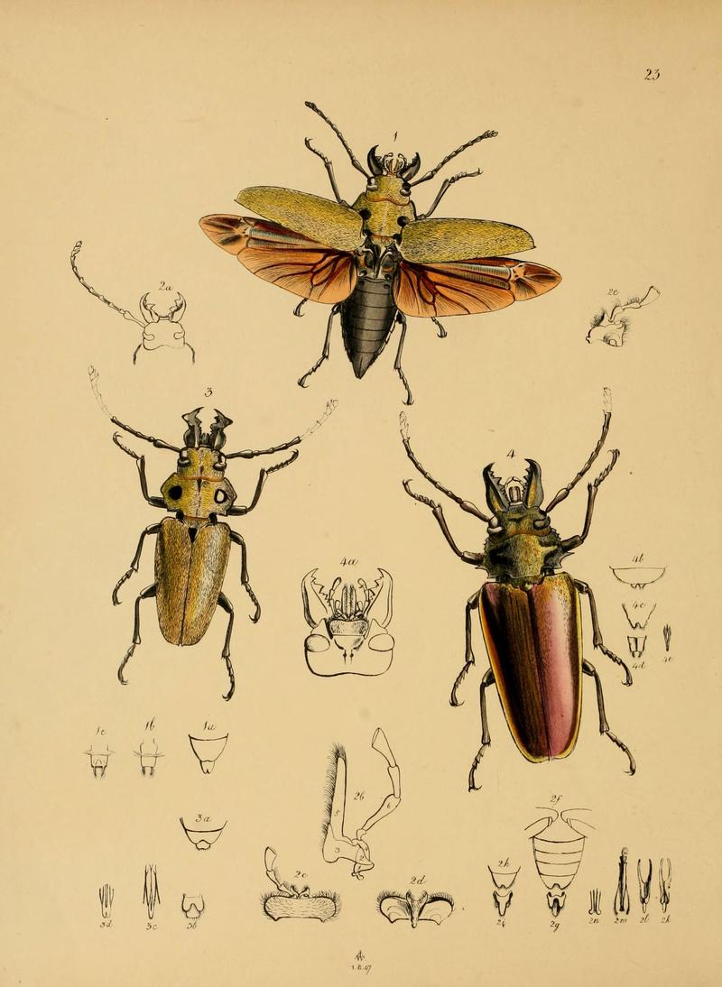 The cabinet of oriental entomology (Pl. 23) (5974282289)