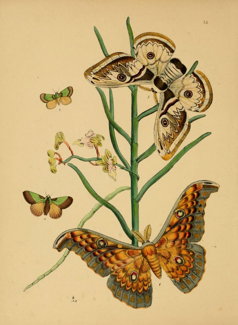 The cabinet of oriental entomology (Pl. 24) (5974281901)