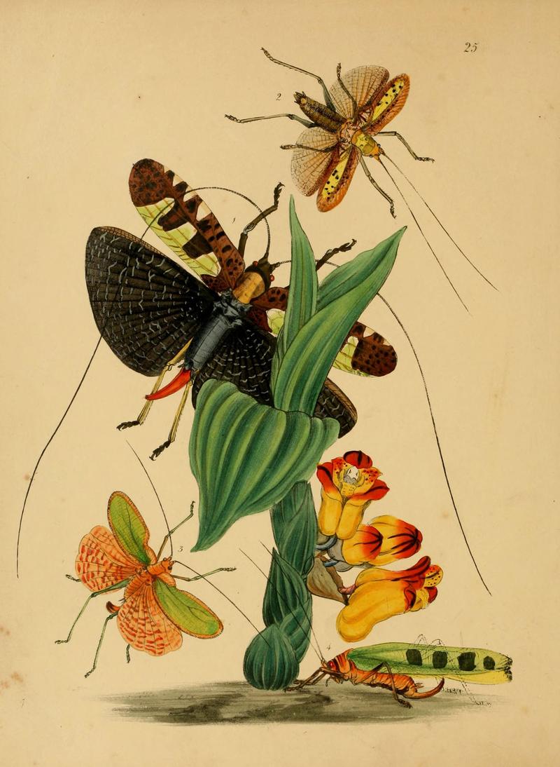 The cabinet of oriental entomology (Pl. 25) (5974281519)