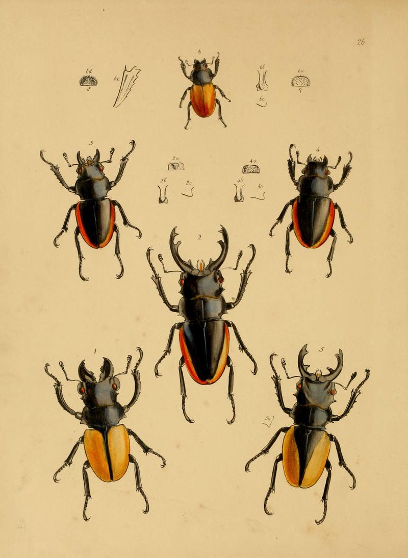 The cabinet of oriental entomology (Pl. 26) (5974281267)