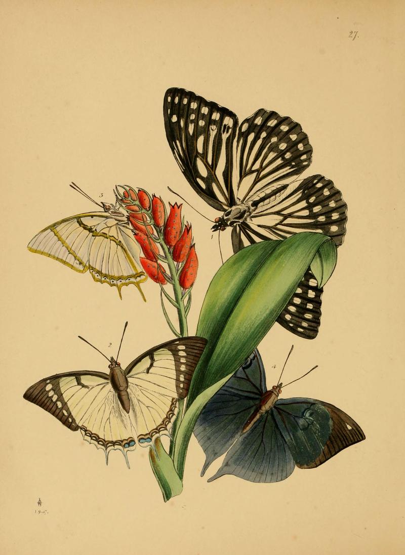 The cabinet of oriental entomology (Pl. 27) (5974280695)