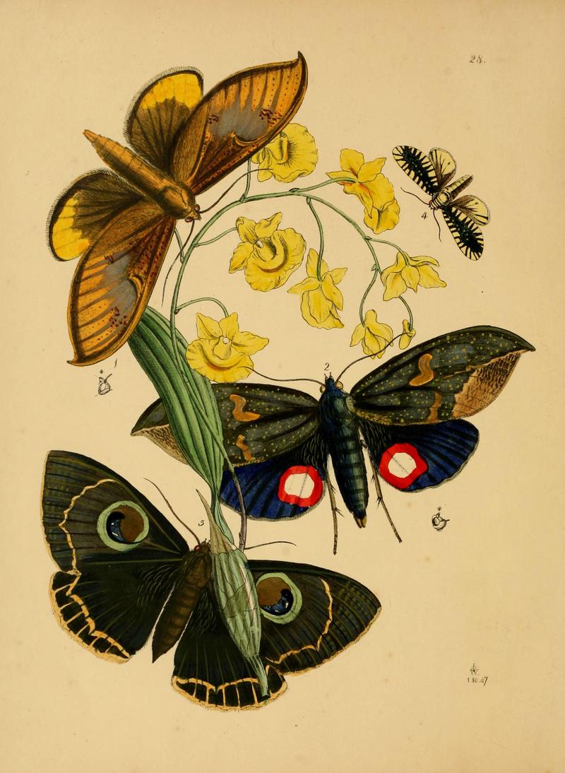 The cabinet of oriental entomology (Pl. 28) (5974840996)