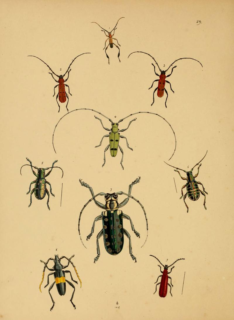 The cabinet of oriental entomology (Pl. 29) (5974279981)