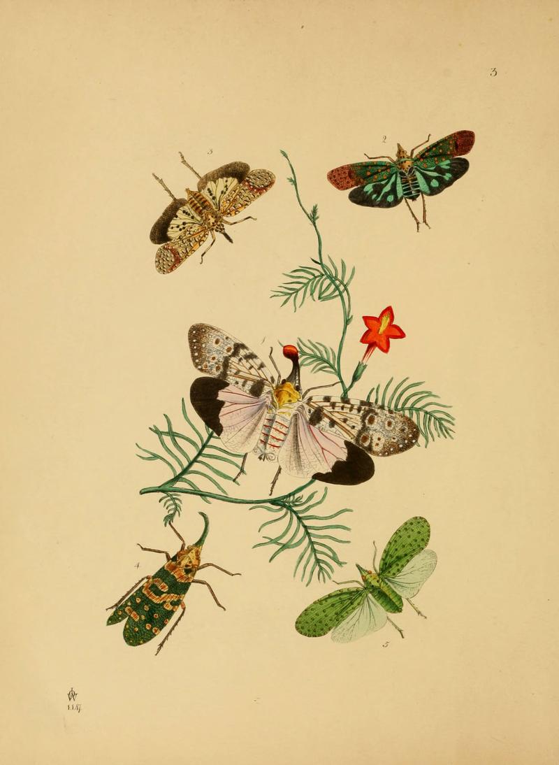 The cabinet of oriental entomology (Pl. 3) (5974289825)